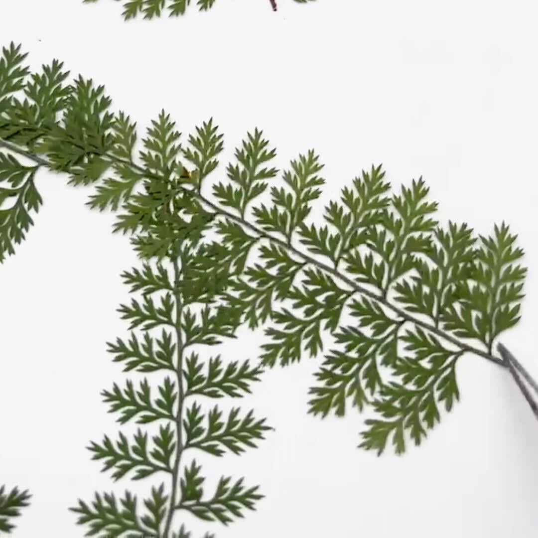 100 Adet Doğal Yağmur Eğrelti  - Resin Craft Ideas incelemesi ve fiyatı