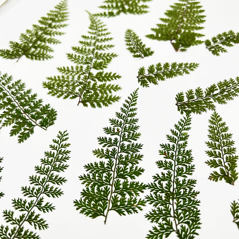 100 Adet Doğal Yağmur Eğrelti  - Resin Craft Ideas incelemesi ve fiyatı